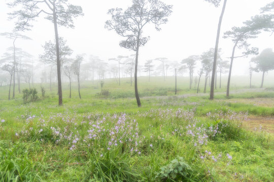 Flower's field in Phu Soi Dao national park, Uttaradit province, Thailand.