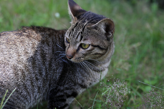 Tabby cat in green grass on a sunny Day