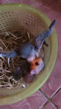 Newborn baby birds waiting for food in a nest inside a basket.