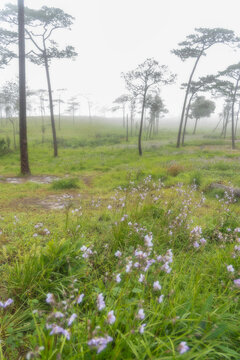 Flower's field in Phu Soi Dao national park, Uttaradit province, Thailand.