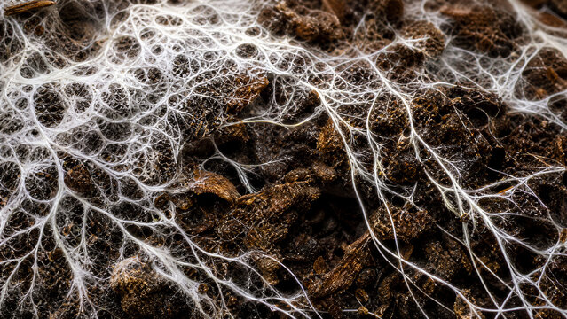 Mycelium fungal network growing in dark soil, white mushroom hyphae threads on organic compost, microscopic view of underground root system
