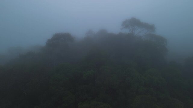 Aerial view of misty primary tropical rainforest canopy at dawn near Sungai Tembeling, Al-Sultan Abdullah Royal Tiger Reserve, Pahang, Malaysia