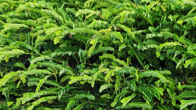 Tamarind Tree Young Leaves ,Young Tamarind Leaves