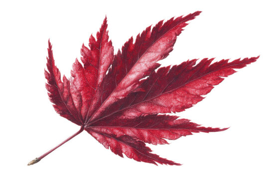 Red Japanese Maple Leaf Isolated on White Background