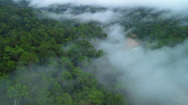 Aerial vertical reveal of primary tropical rainforest along Sungai Tembeling through morning mist to forested hills, Al-Sultan Abdullah Royal Tiger Reserve, Pahang, Malaysia