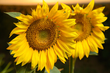 Obraz premium Sunflowers in golden light