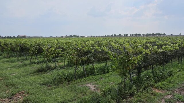 Expansive Mexican Vineyard With Mountains and Summer Clouds 