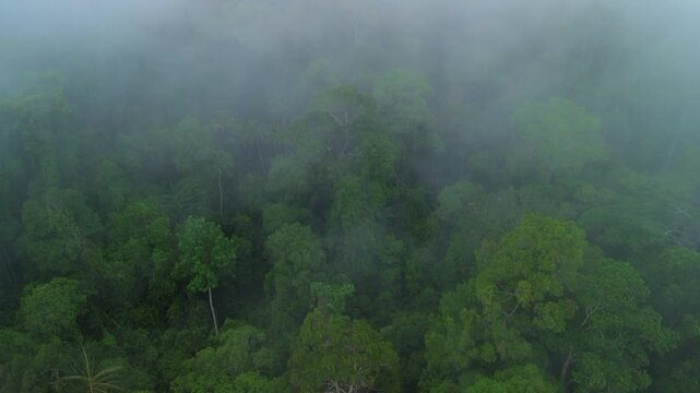 Aerial flyover above misty primary tropical rainforest with emergent trees near Sungai Tembeling, Al-Sultan Abdullah Royal Tiger Reserve, Pahang, Malaysia