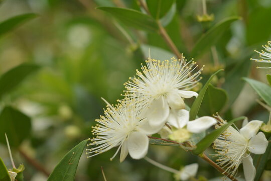 Close-up of white myrtle (Myrtus) flowers on the bush