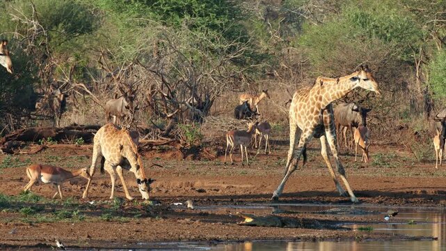 Giraffes and other wildlife drinking at a waterhole with crocodiles, Kruger National Park, South Africa