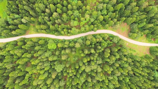 Aerial top down view of winding forest road, lush green pine trees in dense woodland, narrow gravel path through evergreen wilderness