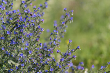 Obraz premium Close view of wild purple blue flowers on slender stems with soft green meadow backdrop and natural sunlight highlighting delicate petals, buds, and fresh botanical detail
