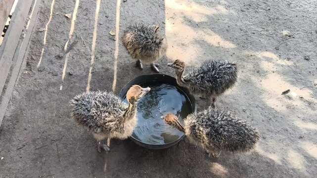 Baby ostriches drinking water at an ostrich farm. Cute fluffy chicks gathered around a bowl, capturing natural animal behavior, rural farming life and wildlife in a sunny outdoor setting.