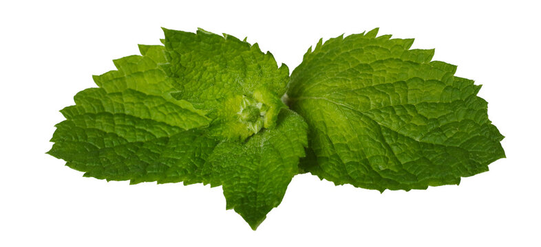 fresh aromatic organic green mint isolated on white background