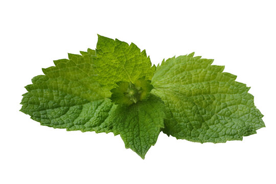 fresh aromatic organic green mint isolated on white background
