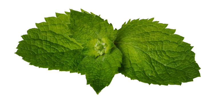 fresh aromatic organic green mint isolated on white background
