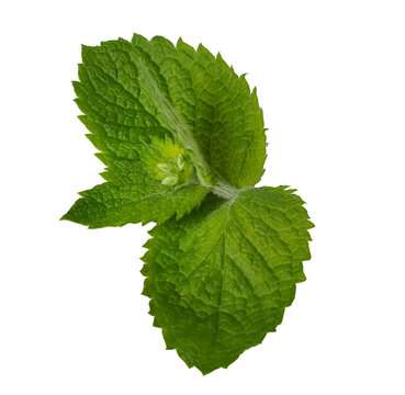 fresh aromatic organic green mint isolated on white background