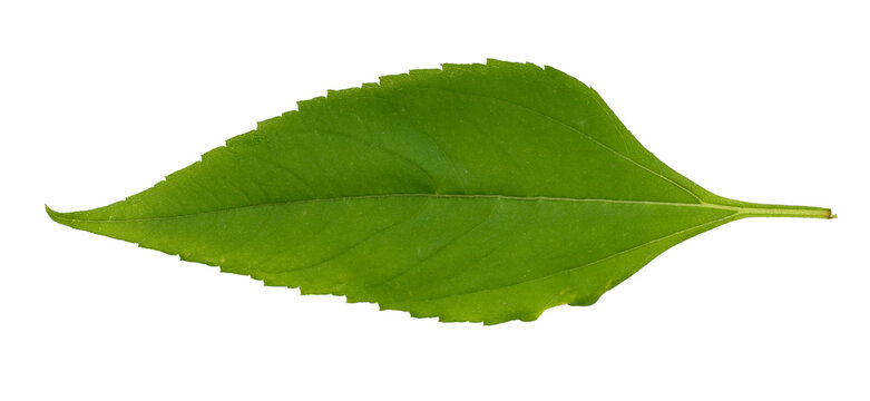 fresh green leaf isolated on white background