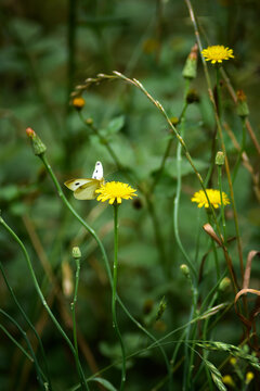 A butterfly resting on a vibrant yellow Dandelion flower surrounded by lush green foliage in a natural setting - vertical
