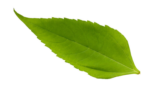 fresh green leaf isolated on white background