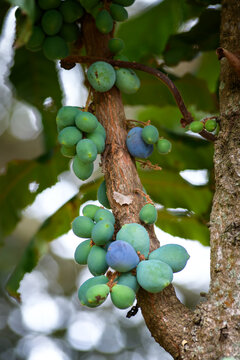 Close-up of green and blue Davidson Plum fruit clusters on a tree branch in natural light - vertical