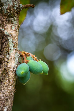 Close-up of green Davidson Plum fruit growing on a tree branch in nature - vertical