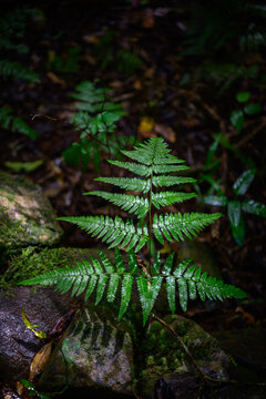 Close-up of a vibrant green fern growing amidst rocks in a forest setting - vertical