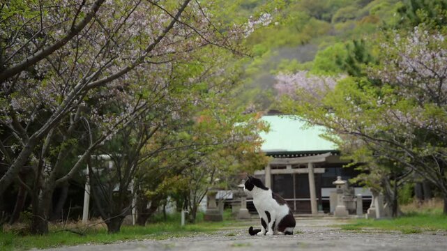 桜咲く佐柳八幡神社の参道でくつろぐハチワレ猫 （香川県仲多度郡多度津町, 2026年4月）