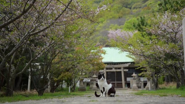 桜咲く佐柳八幡神社の参道でくつろぐハチワレ猫 （香川県仲多度郡多度津町, 2026年4月）