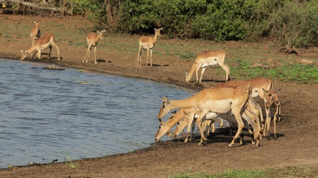 Alert impala antelopes (Aepyceros melampus) drinking water, Kruger National Park, South Africa