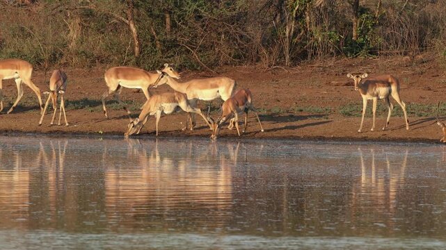 Herd of alert impala antelopes (Aepyceros melampus) at a waterhole, Kruger National Park, South Africa