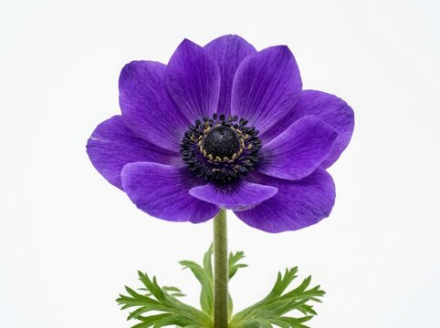 A single beautiful purple anemone flower with dark center and green stem in full bloom
