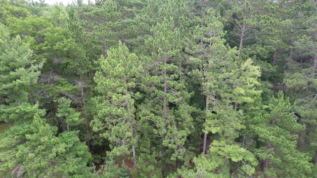 Right to left rising shot Aerial of Eagle River Wisconsin Northwoods in the summer time.  Tall pines and the chain of lakes.