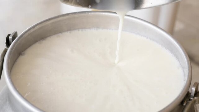 Fresh creamy milk pouring into metal container dairy production farm fresh liquid