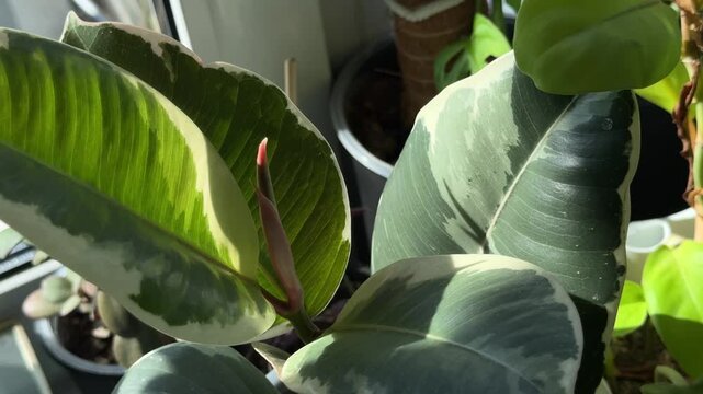 Variegated rubber plant with large green and cream leaves in bright natural sunlight, slow close-up video of tropical houseplant foliage growing indoors, botanical home decor and nature background