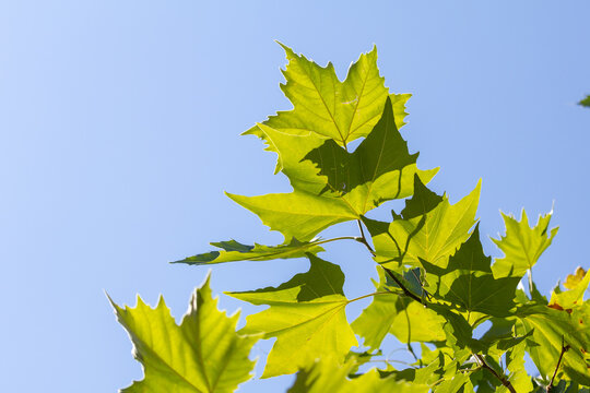 Green maple or sycamore leaves backlit by the sun against a clear blue sky