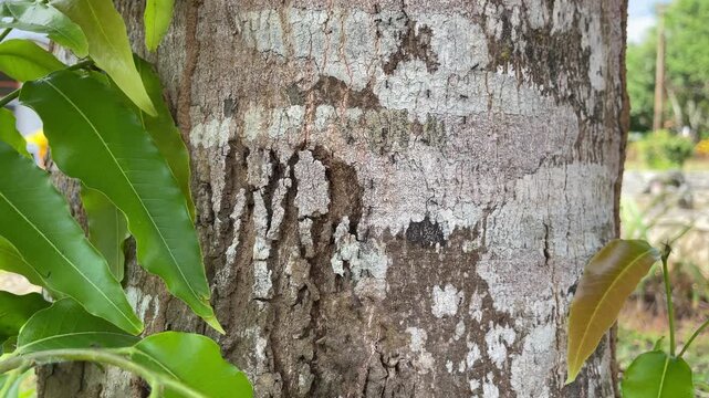 Macro video footage showing small black ants crawling quickly across the rough textured bark of a large tropical tree trunk in bright natural daylight captured in this crisp motion nature clip