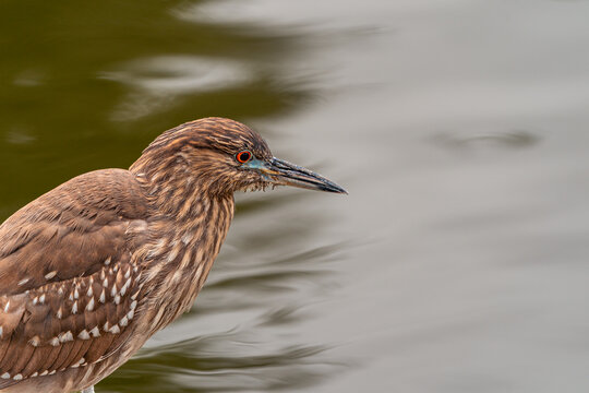 Juxtaposed juvenile Black-crowned Night Heron with red eyes and copy space over calm water