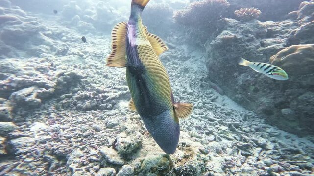 A close underwater follow shot stays with a large titan triggerfish foraging head down over coral rubble as smaller reef fish cross the sunlit tropical reef in the Maldives.