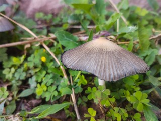 a Pleated Parasol mushroom its fragile, umbrella-shaped cap with distinct radiating grooves © Zain