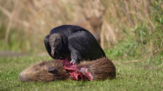 Black vulture tears flesh from a capybara carcass on open grassland with another capybara blurred in the background.