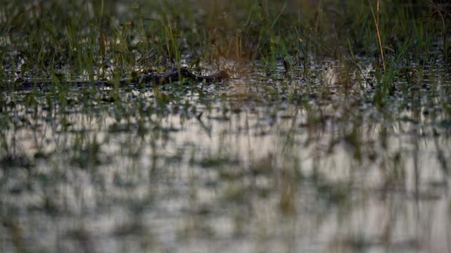 Yacare caiman lies nearly hidden in shallow wetland grass with only its head above the still water, a quiet moment suited to wildlife or predator camouflage themes.