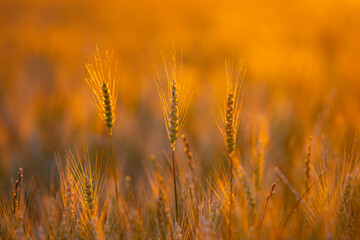 Obraz premium Plant stem in sunlight. Plant ear in field. Cereal plant close up. Green plant at sunset.