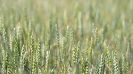 Obraz premium Wheat spikelets show young cereal growth. Fresh wheat spikelets create rural texture. Organic wheat spikelets support natural farming. Green wheat spikelets fit soft background.