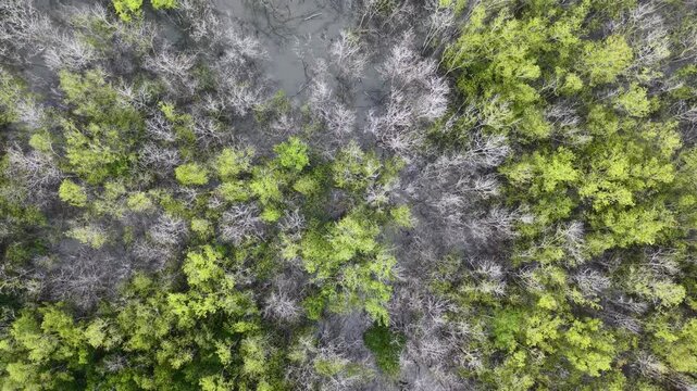 Aerial sequence of three keyframes reveals a forest with green trees and bare patches