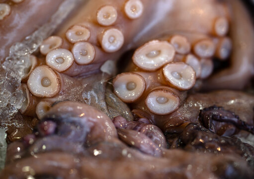 Octopus on crushed ice. Octopus with suction cups. Raw octopus tentacle closeup. Fresh octopus skin texture.
