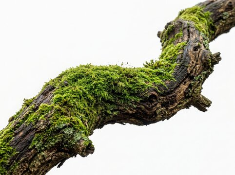Old tree branch covered in green moss isolated on a bright natural background