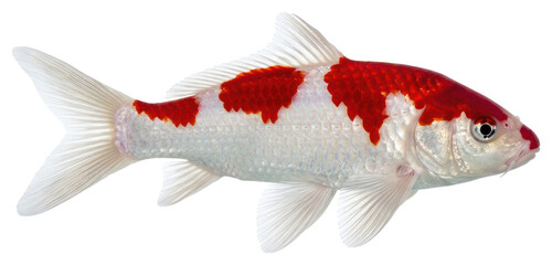 Kohaku Koi Fish Isolated on White Background © Vect 10
