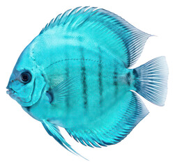 Vibrant Blue Discus Fish Isolated on White Background © Vect 10