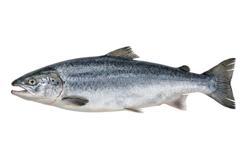 Obraz premium Atlantic salmon swimming isolated on black background
